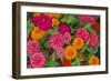 Michigan, Dearborn, Greenfield Village. Close Up of Zinnia Flowers-Cindy Miller Hopkins-Framed Photographic Print