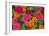 Michigan, Dearborn, Greenfield Village. Close Up of Zinnia Flowers-Cindy Miller Hopkins-Framed Photographic Print