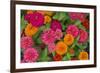 Michigan, Dearborn, Greenfield Village. Close Up of Zinnia Flowers-Cindy Miller Hopkins-Framed Photographic Print