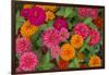 Michigan, Dearborn, Greenfield Village. Close Up of Zinnia Flowers-Cindy Miller Hopkins-Framed Photographic Print