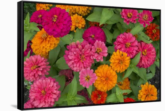 Michigan, Dearborn, Greenfield Village. Close Up of Zinnia Flowers-Cindy Miller Hopkins-Framed Stretched Canvas