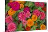 Michigan, Dearborn, Greenfield Village. Close Up of Zinnia Flowers-Cindy Miller Hopkins-Stretched Canvas