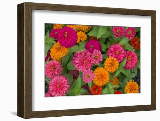 Michigan, Dearborn, Greenfield Village. Close Up of Zinnia Flowers-Cindy Miller Hopkins-Framed Photographic Print