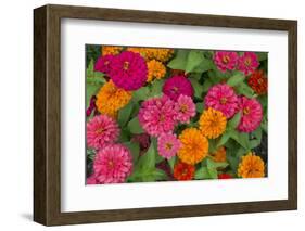 Michigan, Dearborn, Greenfield Village. Close Up of Zinnia Flowers-Cindy Miller Hopkins-Framed Photographic Print