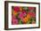 Michigan, Dearborn, Greenfield Village. Close Up of Zinnia Flowers-Cindy Miller Hopkins-Framed Photographic Print