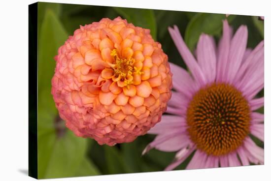 Michigan, Dearborn. Peach Zinnia and Purple Coneflower-Cindy Miller Hopkins-Stretched Canvas