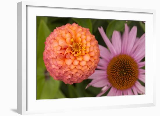 Michigan, Dearborn. Peach Zinnia and Purple Coneflower-Cindy Miller Hopkins-Framed Photographic Print