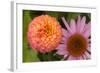 Michigan, Dearborn. Peach Zinnia and Purple Coneflower-Cindy Miller Hopkins-Framed Photographic Print