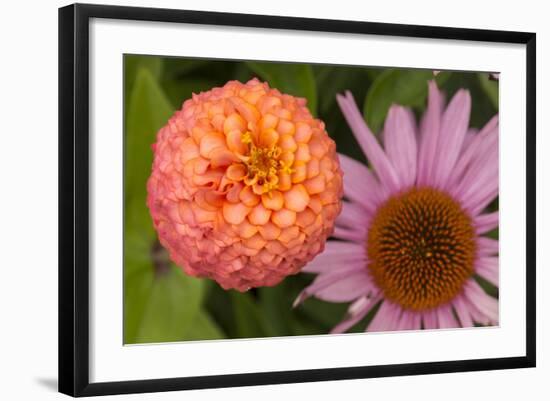 Michigan, Dearborn. Peach Zinnia and Purple Coneflower-Cindy Miller Hopkins-Framed Photographic Print