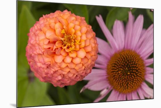 Michigan, Dearborn. Peach Zinnia and Purple Coneflower-Cindy Miller Hopkins-Mounted Photographic Print