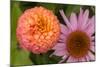 Michigan, Dearborn. Peach Zinnia and Purple Coneflower-Cindy Miller Hopkins-Mounted Photographic Print