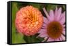 Michigan, Dearborn. Peach Zinnia and Purple Coneflower-Cindy Miller Hopkins-Framed Stretched Canvas