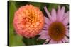 Michigan, Dearborn. Peach Zinnia and Purple Coneflower-Cindy Miller Hopkins-Stretched Canvas
