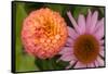 Michigan, Dearborn. Peach Zinnia and Purple Coneflower-Cindy Miller Hopkins-Framed Stretched Canvas