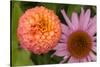 Michigan, Dearborn. Peach Zinnia and Purple Coneflower-Cindy Miller Hopkins-Stretched Canvas