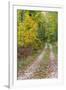 Michigan, Hiawatha National Forest, road with trees in fall color-Jamie & Judy Wild-Framed Premium Photographic Print