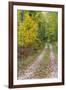 Michigan, Hiawatha National Forest, road with trees in fall color-Jamie & Judy Wild-Framed Premium Photographic Print