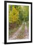 Michigan, Hiawatha National Forest, road with trees in fall color-Jamie & Judy Wild-Framed Premium Photographic Print