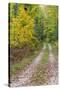 Michigan, Hiawatha National Forest, road with trees in fall color-Jamie & Judy Wild-Stretched Canvas