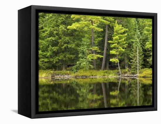 Michigan, Katherine Lake. Pine Trees Reflecting in a Small Lake-Petr Bednarik-Framed Stretched Canvas