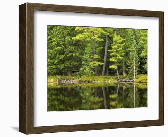 Michigan, Katherine Lake. Pine Trees Reflecting in a Small Lake-Petr Bednarik-Framed Photographic Print