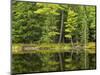 Michigan, Katherine Lake. Pine Trees Reflecting in a Small Lake-Petr Bednarik-Mounted Photographic Print