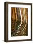 Michigan. Mineral Seep Wall Detail Along Shore of Lake Superior, Pictured Rocks National Lakeshore-Judith Zimmerman-Framed Photographic Print