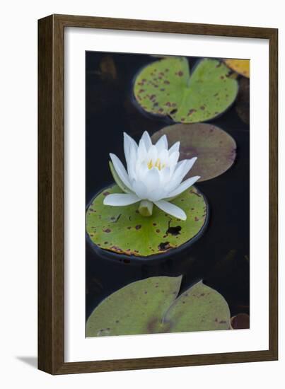 Michigan, Pictured Rock National Lakeshore. White Water Lily Flowering in a Pond-Judith Zimmerman-Framed Photographic Print