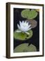 Michigan, Pictured Rock National Lakeshore. White Water Lily Flowering in a Pond-Judith Zimmerman-Framed Photographic Print