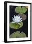 Michigan, Pictured Rock National Lakeshore. White Water Lily Flowering in a Pond-Judith Zimmerman-Framed Photographic Print