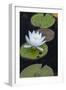 Michigan, Pictured Rock National Lakeshore. White Water Lily Flowering in a Pond-Judith Zimmerman-Framed Photographic Print