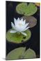 Michigan, Pictured Rock National Lakeshore. White Water Lily Flowering in a Pond-Judith Zimmerman-Mounted Photographic Print