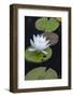 Michigan, Pictured Rock National Lakeshore. White Water Lily Flowering in a Pond-Judith Zimmerman-Framed Photographic Print