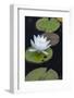 Michigan, Pictured Rock National Lakeshore. White Water Lily Flowering in a Pond-Judith Zimmerman-Framed Photographic Print