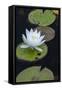 Michigan, Pictured Rock National Lakeshore. White Water Lily Flowering in a Pond-Judith Zimmerman-Framed Stretched Canvas