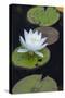 Michigan, Pictured Rock National Lakeshore. White Water Lily Flowering in a Pond-Judith Zimmerman-Stretched Canvas