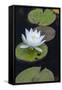 Michigan, Pictured Rock National Lakeshore. White Water Lily Flowering in a Pond-Judith Zimmerman-Framed Stretched Canvas