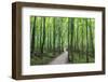 Michigan, Pictured Rocks National Lakeshore, trail to Miners Falls-Jamie & Judy Wild-Framed Photographic Print