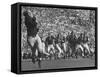 Michigan University's Bob Mann Catching a Pass From His QB Bob Chappuis-John Florea-Framed Stretched Canvas