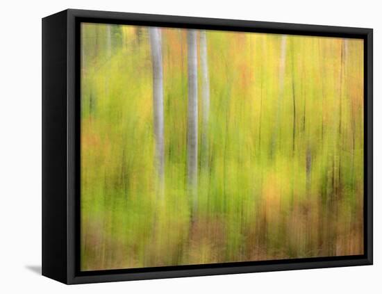 Michigan, Upper Peninsula. a Panned Motion Blur of Autumn Woodland-Julie Eggers-Framed Stretched Canvas