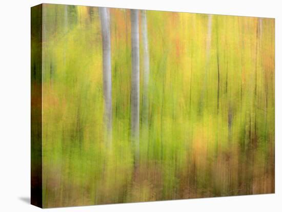 Michigan, Upper Peninsula. a Panned Motion Blur of Autumn Woodland-Julie Eggers-Stretched Canvas