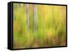 Michigan, Upper Peninsula. a Panned Motion Blur of Autumn Woodland-Julie Eggers-Framed Stretched Canvas