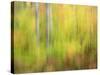 Michigan, Upper Peninsula. a Panned Motion Blur of Autumn Woodland-Julie Eggers-Stretched Canvas