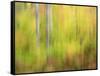 Michigan, Upper Peninsula. a Panned Motion Blur of Autumn Woodland-Julie Eggers-Framed Stretched Canvas