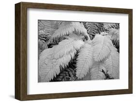 Michigan, Upper Peninsula. Baraga. Yellow Fern in a Forest-Petr Bednarik-Framed Photographic Print