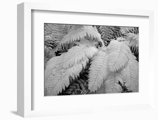 Michigan, Upper Peninsula. Baraga. Yellow Fern in a Forest-Petr Bednarik-Framed Photographic Print