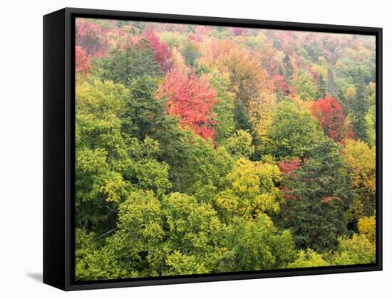 Michigan, Upper Peninsula. Colorful Autumn Tree Scenic-Julie Eggers-Framed Stretched Canvas