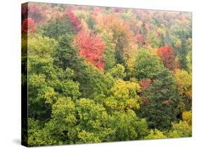 Michigan, Upper Peninsula. Colorful Autumn Tree Scenic-Julie Eggers-Stretched Canvas