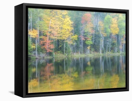 Michigan, Upper Peninsula. Fall Colors on Thornton Lake, Alger Co-Julie Eggers-Framed Stretched Canvas