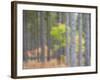 Michigan, Upper Peninsula. Fall Foliage and Pine Trees in the Forest-Julie Eggers-Framed Photographic Print